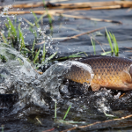 Риболовля на паузі: з 1 квітня на Сумщині починає діяти нерестова заборона