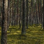 Зелене відродження Сумщини: лісівники повертають до життя гектари «безнадійних» земель