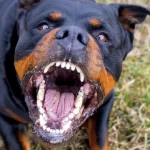 В Охтирці собака вибігла з авто та вкусила 17-річну дівчину: поліція встановила власників