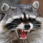 Напад дикого звіра та підтверджений сказ: у Сумському районі зафіксовано небезпечний інцидент